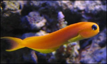 Midas Blenny (Ecsenius midas)